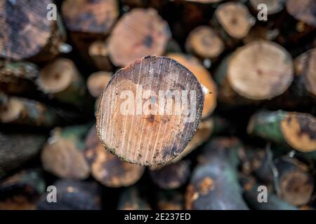 Haufen frisch geschnittener Silberbirken und Buchenbäume. Stockfoto