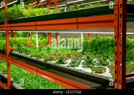 Setzlinge von verschiedenen Arten von Salat oder Spinat wächst in Kleine Töpfe auf Regalen in großen modernen vertikalen Bauernhof oder Treibhaus Stockfoto