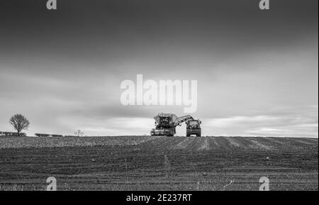 Landwirtschaftliche Fahrzeuge Ernte Zuckerrüben. Stockfoto