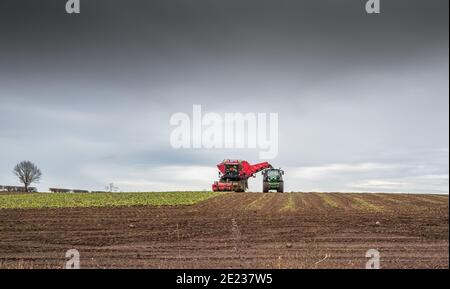 Landwirtschaftliche Fahrzeuge Ernte Zuckerrüben. Stockfoto