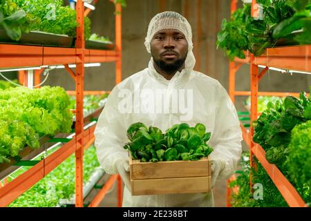 Junge ernsthafte männliche Agroingenieur der afrikanischen Ethnie hält Holzkiste Mit grünem Spinat Sämlinge, während im Gang zwischen den Regalen stehen Stockfoto