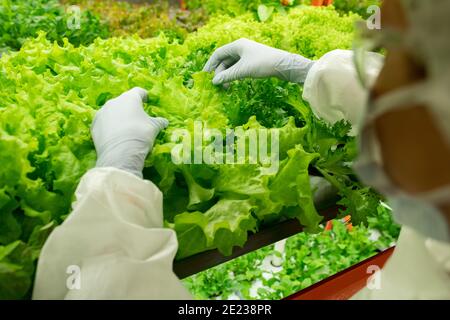 Handschaufel des Arbeiters der zeitgenössischen vertikalen Farm über grün Salatpflanzen wachsen im oberen Regal während der Qualitätsprüfung Stockfoto