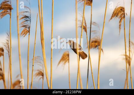 Vogel in den Sonnenuntergangsstrahlen der Sonne sitzt auf Ein Schilf Stockfoto