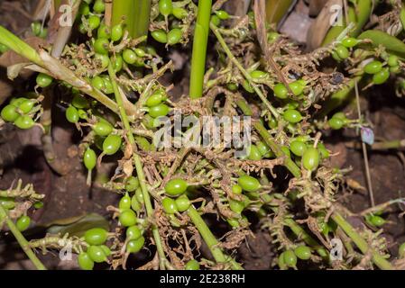 Kardamom Schoten auf der Pflanze im Garten, die Nahaufnahme. Kumily, Kerala, Indien. Stockfoto