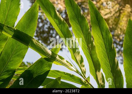 Nahaufnahme von Kardamom-Blättern, die auf der Farm in Kumily, Kerala, Indien wachsen. Stockfoto