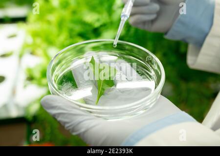 Handgelber zeitgenössischer Agroingenieur, der Petrischale mit Probe hält Von grünem Salatblatt und tropfender flüssiger Substanz aus der Pipette Stockfoto