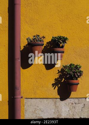 Natürliche Vegetation in der Landschaft. Stockfoto