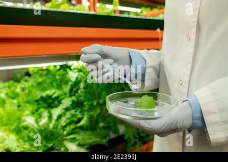Gloved Hände von Biologen hält Petrischale mit Probe von Grünes Salatblatt und tropfende flüssige Substanz aus der Pipette während Arbeiten Stockfoto