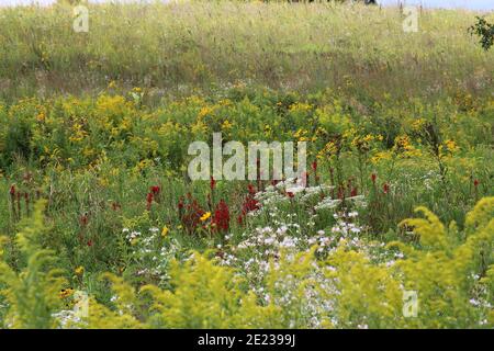 Eine Prärie mit Wildblumen und Gräsern, darunter Goldenrod, Queen Anne's Lace, Cardinal Flower und Black Eyed Susans in Pine Dunes Forest Pre Stockfoto