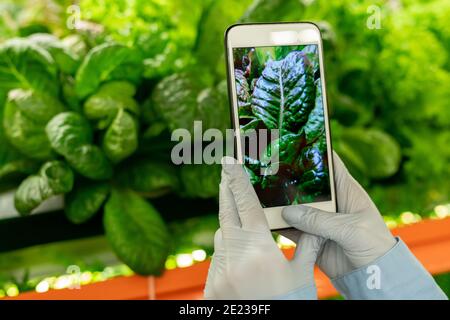 Handschaufel des vertikalen Bauernhofarbeiters, der das Smartphone vor sich hält Von grünen Spinat Sämlinge beim Fotografieren von Regal mit Gemüsepflanzen Stockfoto