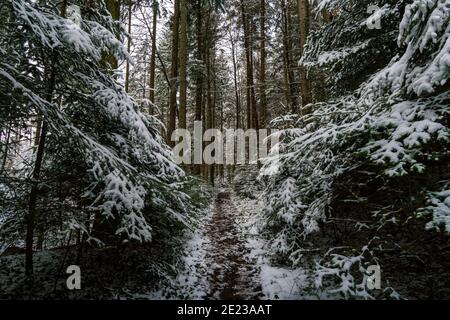 Wanderung durch die verschneite Schlucht bei Schmalegg bei Ravensburg in Oberschwaben Stockfoto
