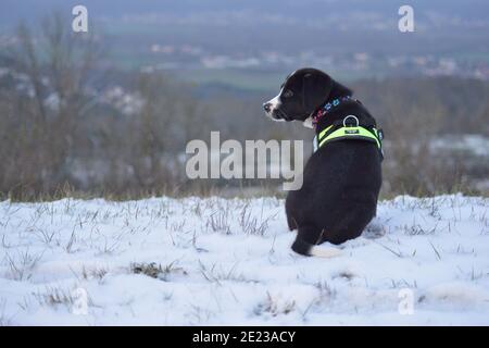 Hundewelpe lernt den Winter kennen Stockfoto