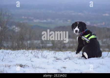 Hundewelpe lernt den Winter kennen Stockfoto