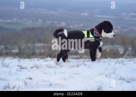 Hundewelpe lernt den Winter kennen Stockfoto