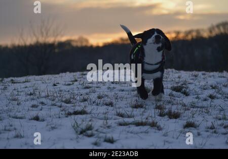 Hundewelpe lernt den Winter kennen Stockfoto