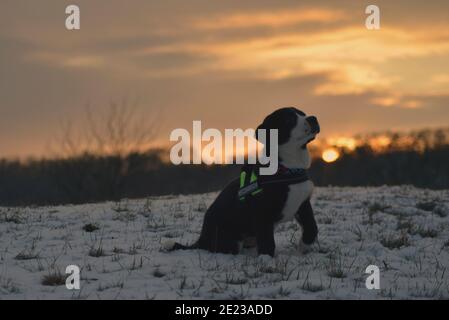 Hundewelpe lernt den Winter kennen Stockfoto