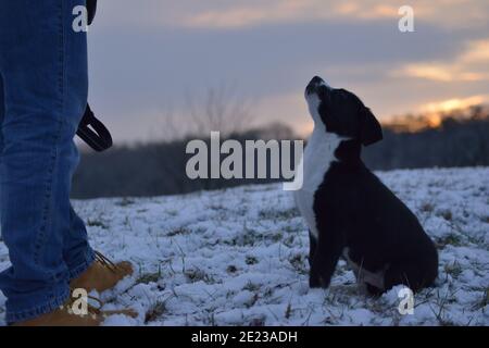 Hundewelpe lernt den Winter kennen Stockfoto