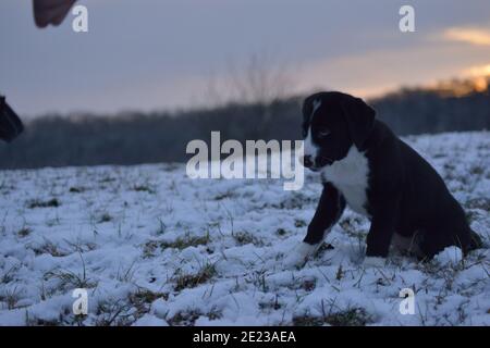 Hundewelpe lernt den Winter kennen Stockfoto