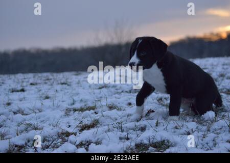 Hundewelpe lernt den Winter kennen Stockfoto