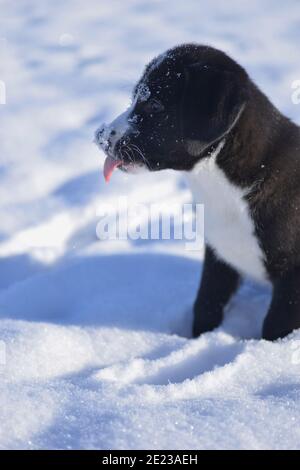 Hundewelpe lernt den Winter kennen Stockfoto