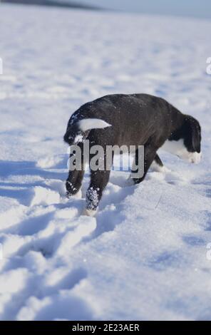 Hundewelpe lernt den Winter kennen Stockfoto