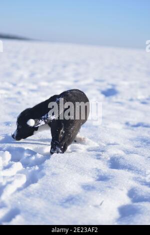 Hundewelpe lernt den Winter kennen Stockfoto