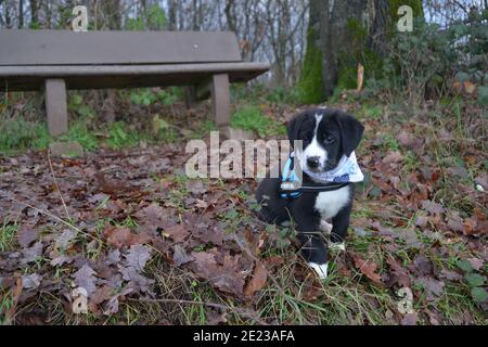 Hundewelpe lernt den Winter kennen Stockfoto