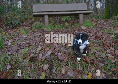 Hundewelpe lernt den Winter kennen Stockfoto