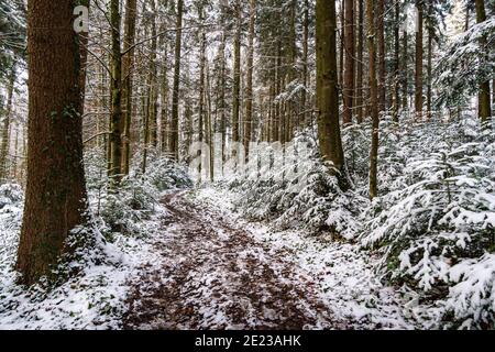 Wanderung durch die verschneite Schlucht bei Schmalegg bei Ravensburg in Oberschwaben Stockfoto