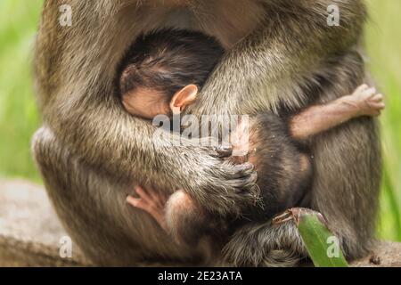 Nahaufnahme der Mutter Affe umarmen ihr Baby Stockfoto