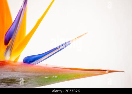 Schöne bunte, Paradiesvögel, Strelitzia reginae, Blume auf weißem Hintergrund. Hochwertige Fotos Stockfoto