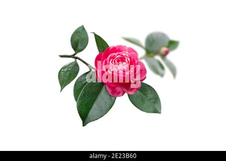 Helles bicolor rosa mit weißen Streifen Kamelie japanische Rose Form Blume und Blätter isoliert auf weiß. Stockfoto