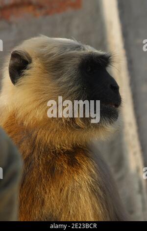 Vertikale Nahaufnahme eines Surilis-Affengesichtes Stockfoto