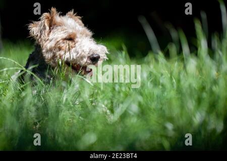 Nahaufnahme eines glücklichen und niedlichen Wire haired Fox Terrier Hund zwischen unter Grashalmen in einem Frühlingsgarten. Hochwertige Fotos