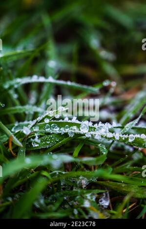 Nahaufnahme des grünen, frischen Grases, das in kristallklarem Wasser bedeckt ist Morgendlicher Frost Stockfoto