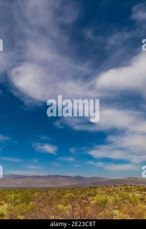 Wüstenlandschaft entlang des Cactus Forest Drive im Rincon Mountain District des Saguaro National Park, Arizona, USA Stockfoto