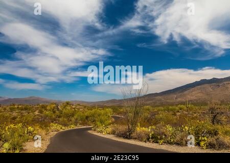 Wüstenlandschaft entlang des Cactus Forest Drive im Rincon Mountain District des Saguaro National Park, Arizona, USA Stockfoto