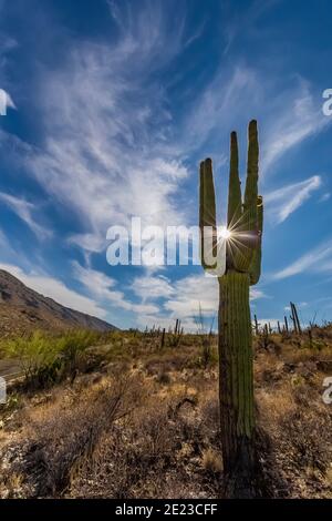 Saguaro Kaktus, Carnegiea gigantea, entlang Cactus Forest Drive im Rincon Mountain District des Saguaro National Park, Arizona, USA