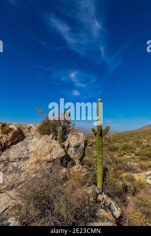 Javalina Rocks im Rincon Mountain District des Saguaro National Park, Arizona, USA Stockfoto