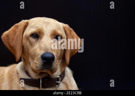 Blonde Labrador Retriever Hund Porträt. Hochwertige Fotos Stockfoto