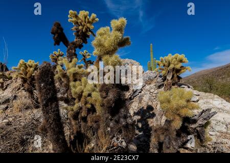 Teddybär Cholla bei Javalina Rocks im Rincon Mountain District des Saguaro National Park, Arizona, USA Stockfoto