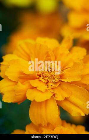 Nahaufnahme eines schönen Tagete oder Ringelblume gelb Blume in Blüte Stockfoto