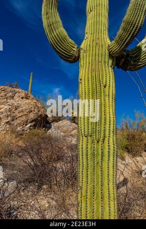 Saguaro Kaktus an den Javalina Rocks im Rincon Mountain District des Saguaro National Park, Arizona, USA Stockfoto