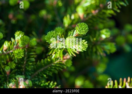 Weihnachtsbaum oder Silberfichte (Abies alba) Zweige mit jungen Trieben im Frühjahr Stockfoto