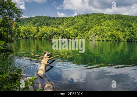 Großer gefallener Baum in einem See, umgeben von grünen üppigen Wald und Hügeln, Plitvicer Seen Nationalpark UNESCO-Weltkulturerbe in Kroatien Stockfoto