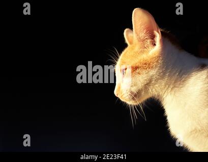 Profilaufnahme einer fokussierten flauschigen Katze mit lustigen Ohren Auf dem schwarzen Hintergrund mit Kopierplatz Stockfoto