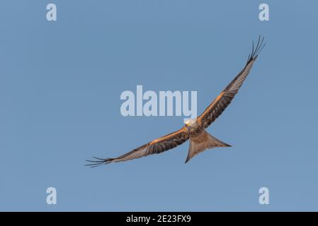 ROTER DRACHEN MILVUS MILVUS fliegend mit blauem Himmel mit NEGATIV PLATZ Stockfoto