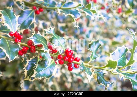 Holly bellt Hintergrund. Traditionelles Symbol für Weihnachten und Neujahr. Stockfoto