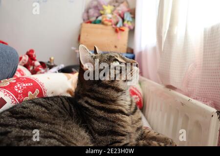 Tabby Katze auf dem Bett weg von der Kamera schauen Stockfoto