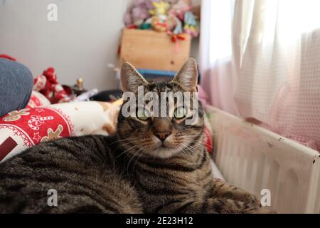 Tabby Katze auf dem Bett Blick auf Kamera Stockfoto